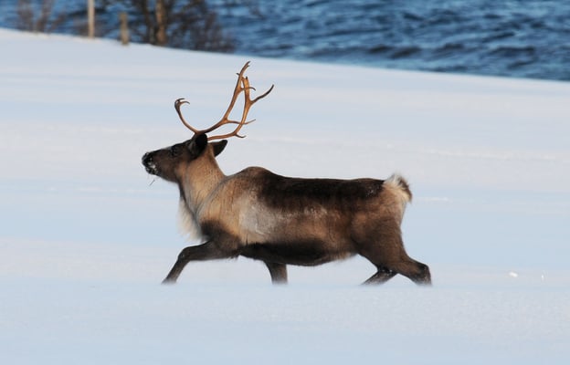 Rentier-Nachmittagspaziergang