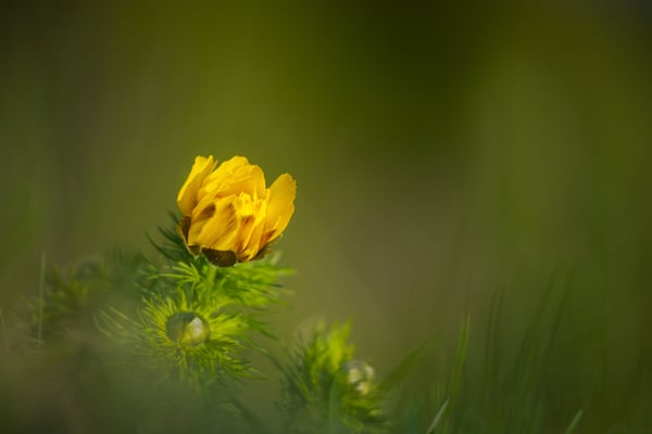 Frühlings-Adonisröschen; VS; 19.4.18