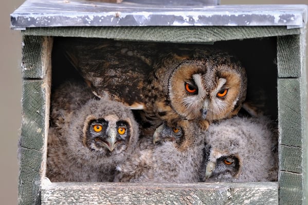 Waldohreulen Jungmannschaft, Hortobagy HU, Juni 2012