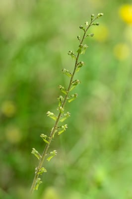 Grosses Zweiblatt (Listera ovata)