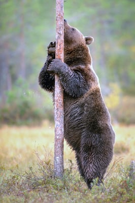 Bären im Finnischen Herbstwald; Viiksimo, 8. September 2019