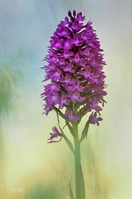  (Gewöhnliche) (Anacamptis pyramidalis); 23. Juni 2020, BL
