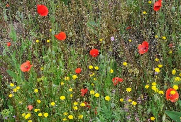 Frühlingswiese bei S. Stefano, Canale