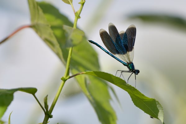 Gebänderte Prachtlibelle (Calopteryx splendens); Donaudelta; Juni 2014