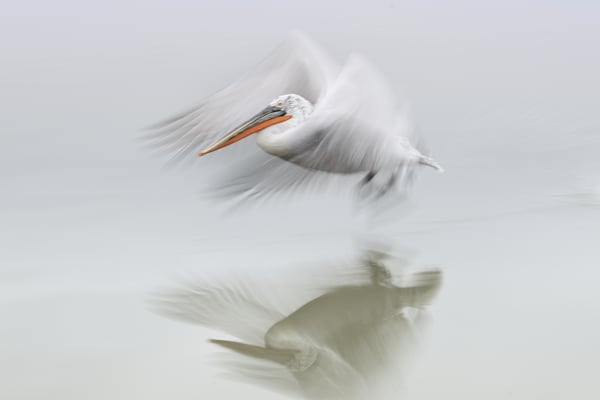 Krauskopfpelikan  (Pelecanus crispus); 20.2.2018; Kerkini (GR) 