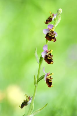 Hummelragwurz (Ophrys holoserica); 2. Juni 2017