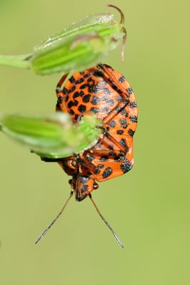 Streifenwanze (Graphosoma lineatum ); Hohtenn (VS); 9. Juli 2016
