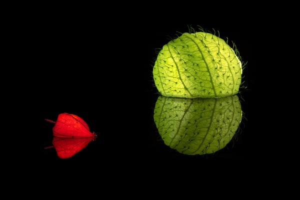 Ballonpflanze mit Lampionblume; Wochenmarkt Luzern, 11.11.2018