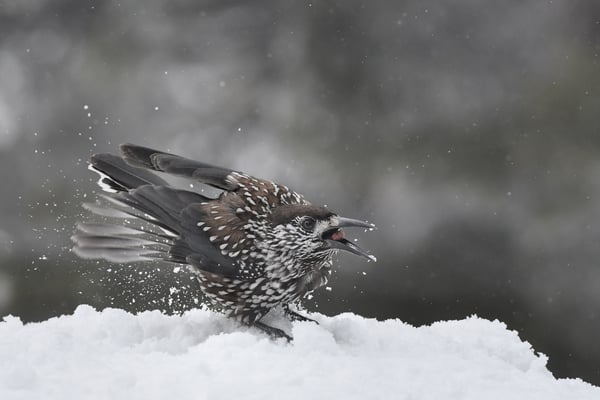Tannenhäher (Nucifraga caryocatactes); 22./23. Februar 2018; Vitosha-Berge (Bulgarien)