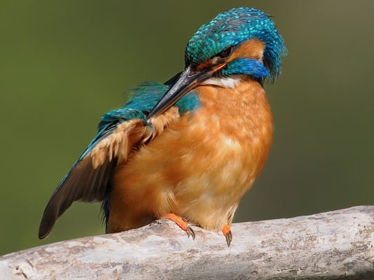 Eisvogel (Alcedo atthis)