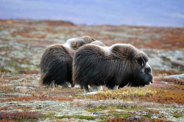 Moschusochsen im Dovrefjell