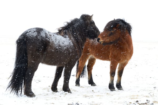 Islandpferde, auch Isländer oder Islandpony genannt; zwischen  Skaftafell und Vik