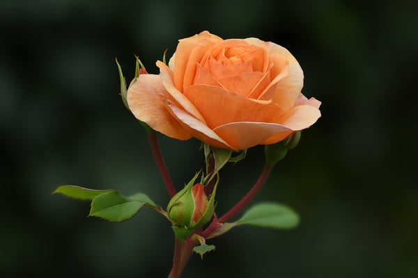 Der wohl letzte Blütenschub dieser wunderschönen Rose; Jardin Müsette; 11. Oktober 2018