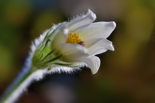 weisse Kuhschelle, Frühjahr 2015