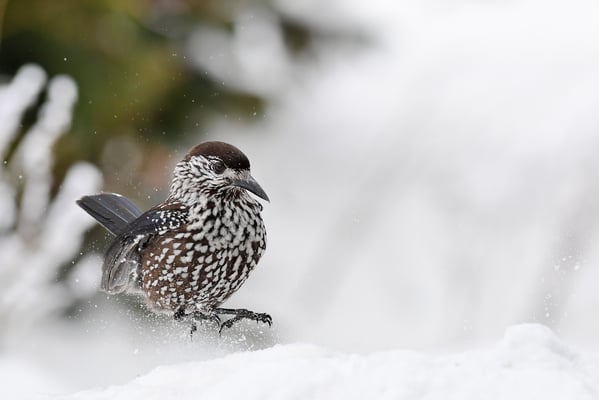 Tannenhäher (Nucifraga caryocatactes); 22./23. Februar 2018; Vitosha-Berge (Bulgarien)