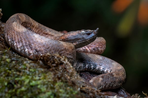Stülpnasen-Lanzenotter (Porthidium nasutum); Costa Rica 5/18