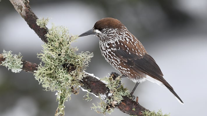 Tannenhäher (Nucifraga caryocatactes); 22./23. Februar 2018; Vitosha-Berge (Bulgarien)