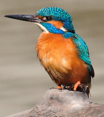 Eisvogel, Revierüberwachung