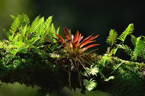 Regenwald; Epiphyten (Aufsitzpflanzen) wie Farne und Bromelien