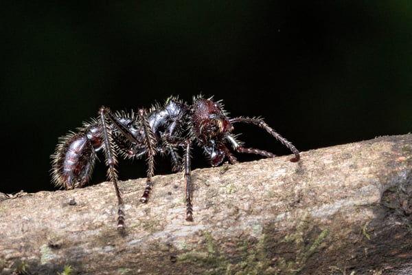 Tropische Riesenameise