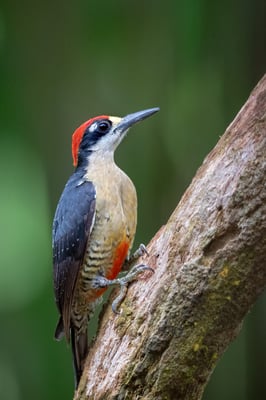 Schläfenfleckspecht (Melanerpes pucherani); 12.5.2018