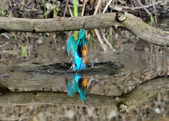 Eisvogel aus dem Wasser