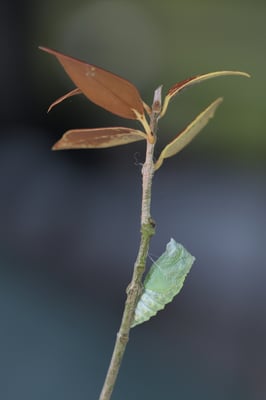 Die Puppenhülle trocknet aus und wird mit der Zeit transparenter