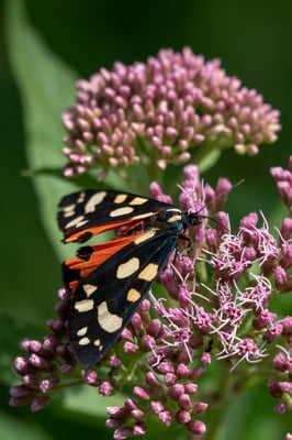 Schönbär oder die Spanische Flagge (Callimorpha dominula)  (In wikipedia werden sowohl der Russischen Bär, als auch dem Schönbär alias Spanische Flagge genannt