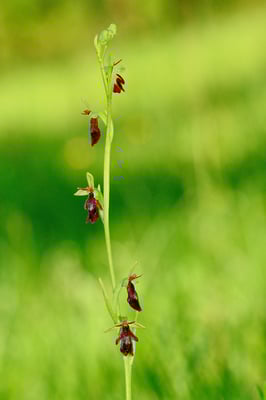 Sie fliegen noch...; Insectifera; 26. Mai 2016