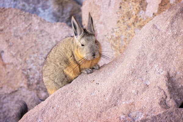 Morgengruss: Berg-Viscachas (auch 'Hasenmäuse') in der Laguna Katal.
