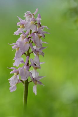 Männliches Knabenkraut (Orchis mascula), helle, äusserst exotische Ausprägung; Rotberg; 22. April 2016