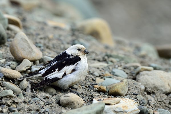 Schneeammer (Plectrophenax nivalis), 2.7.15; Longyearbyen