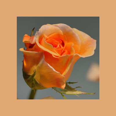 Zuchtrose (Rosa xhybridus) "Myrnas Dream"