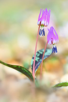 Hunds-Zahnlilie (Erythronium dens-canis), 18. März 2015