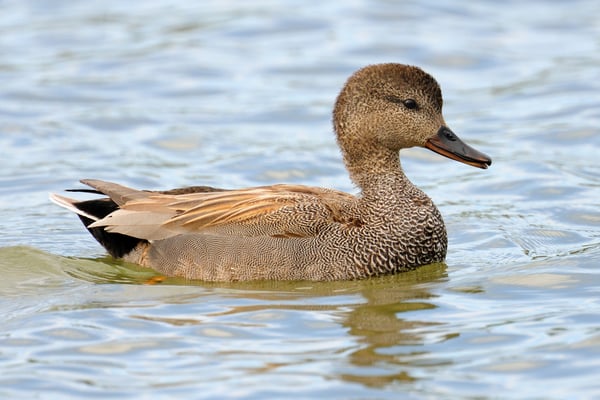 Schnatterente (Anas strepera); Flachsee; 21-4-12