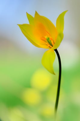 Wildtulpe (Tulipa Sylvetris); Muttenz; 12. April 2015