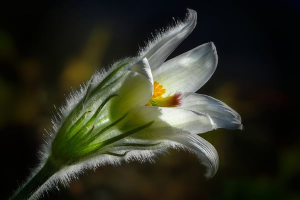 weisse Kuhschelle, Frühjahr 2015