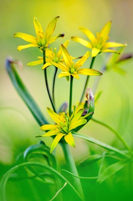 Wald-Gelbstern (Gagea lutea), auch Gewöhnlicher Gelbstern oder Wald-Goldstern; 4.4.2018