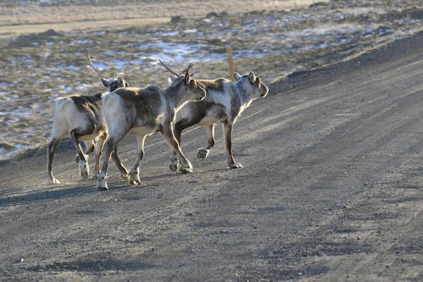 Rentiere queren die Strasse zwischen Egilsstadir und Jökulsarlon