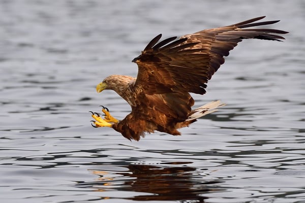 Seeadler (Haliaeetus albicilla) auf Fischfang, Flatanger Norwegen; 8.9.2015
