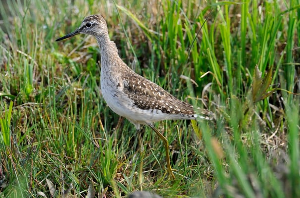 Bruchwasserläufer (Tringa glareola)