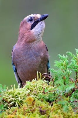 Eichelhäher (Garrulus glandarius); im Wald bei Lauvsnes (Flatanger NO); 8.9.2015
