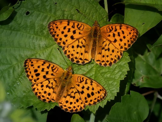 44 - Brombeer Perlmuttfalter
