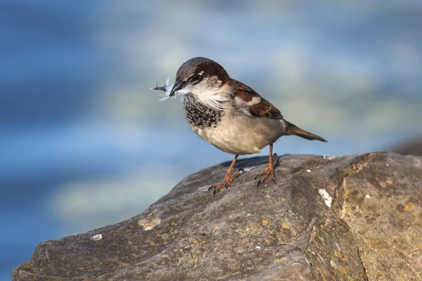 Auswahlbild 29 - Haussperling mit Nistmaterial