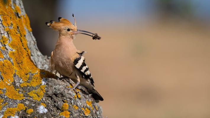 Wiedehopf (Upupa epops)
