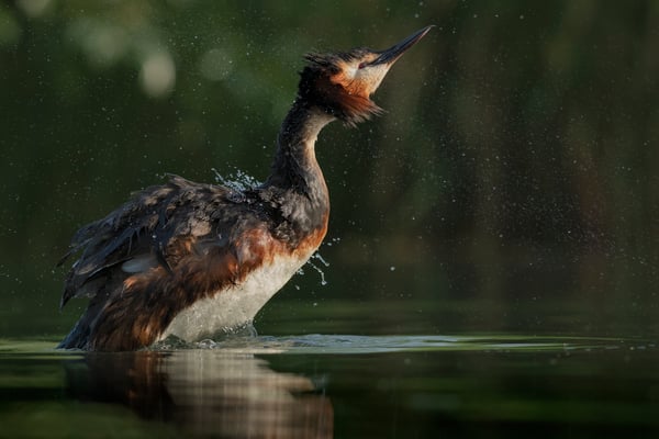Haubentaucher (Podiceps cristatus), Bodensee, 31.  Mai 2018