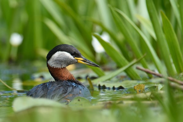 Rothalstaucher (Podiceps grisegena); Donaudelta; Juni 2014