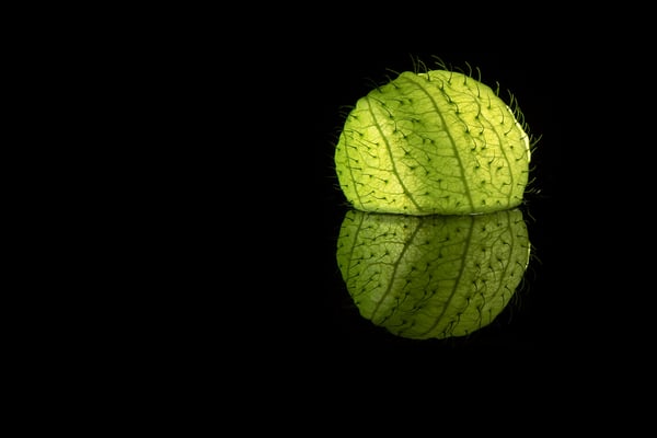 Ballonpflanze (Gomphocarpus physocarpus); Wochenmarkt Luzern, Heim-Set-up 11.11.2018