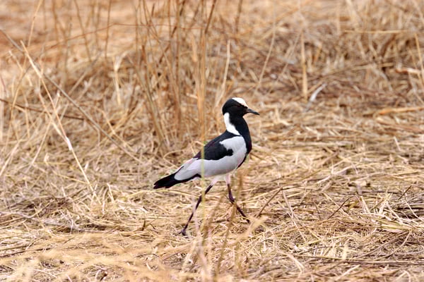 Waffenkiebitz (Vanellus armatus); auch: Schmiede-Kiebitz oder Cayenne-Kiebitz