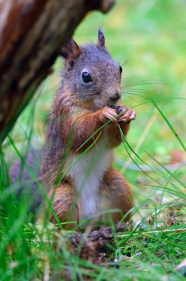 Eichhörnchen (Sciurus vulgaris); im Wald bei Lauvsnes (Flatanger NO); 8.9.2015